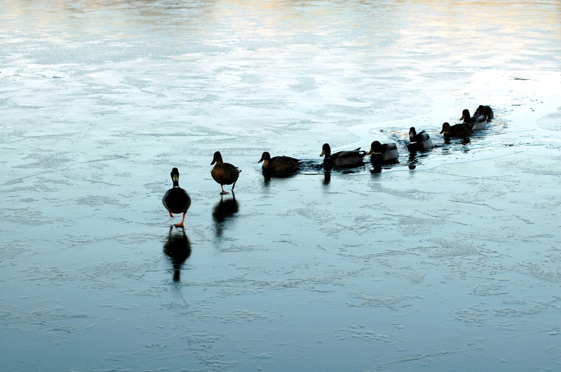momma-duck-leading-ducklings